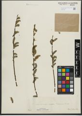 Foto von Salix purpurea L. x Salix viminalis L.